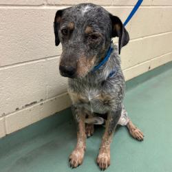 Shelter Stray Male Dog last seen , 2350 Appling City Cove, Memphis, TN 38133, USA