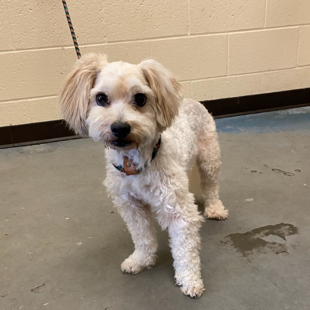 Shelter Stray Male Dog last seen , 2350 Appling City Cove, Memphis, TN 38133, USA