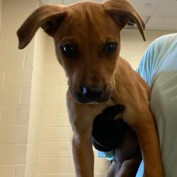 Shelter Stray Female Dog last seen , 2350 Appling City Cove, Memphis, TN 38133, USA