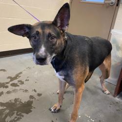 Shelter Stray Male Dog last seen , 2350 Appling City Cove, Memphis, TN 38133, USA
