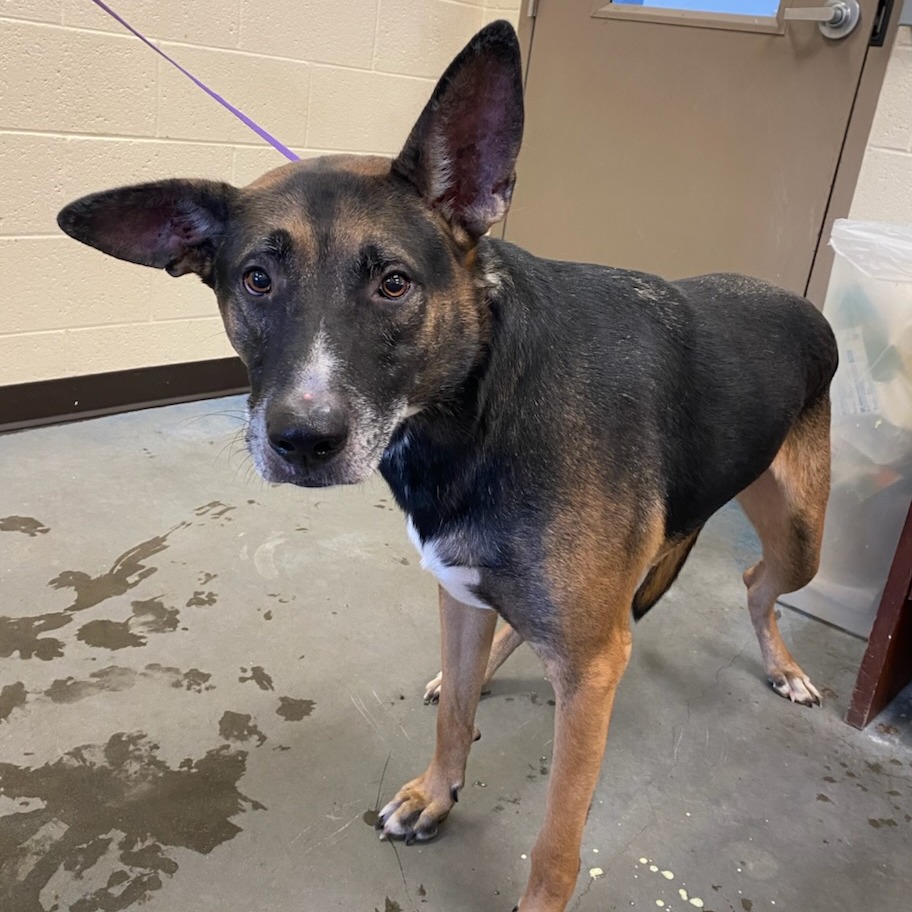 Shelter Stray Male Dog last seen , 2350 Appling City Cove, Memphis, TN 38133, USA