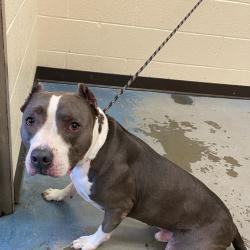 Shelter Stray Male Dog last seen , 2350 Appling City Cove, Memphis, TN 38133, USA