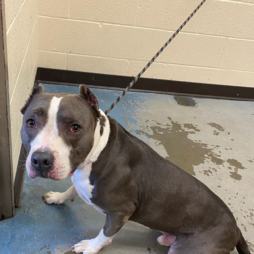 Shelter Stray Male Dog last seen , 2350 Appling City Cove, Memphis, TN 38133, USA