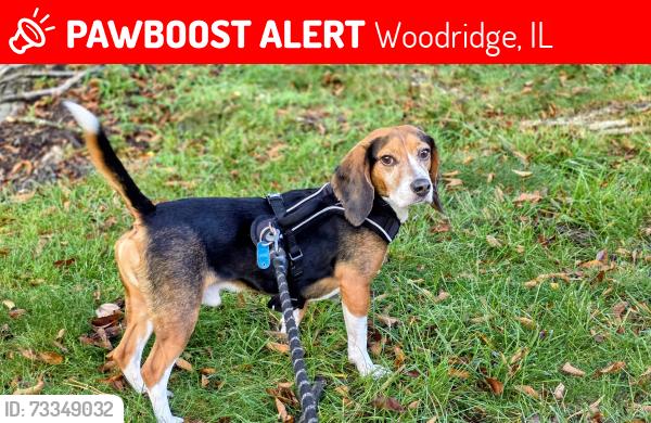 Lost Male Dog last seen Near cambridge dr Woodbridge, Woodridge, IL 60517