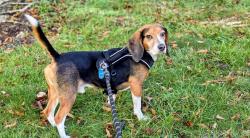 Lost Male Dog last seen Near cambridge dr Woodbridge, Woodridge, IL 60517