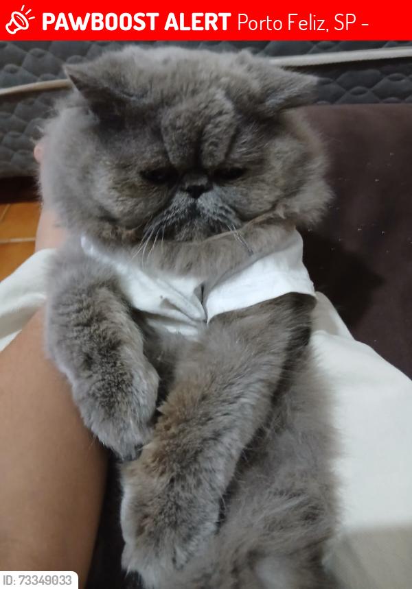 Lost Male Cat last seen Em casa, Porto Feliz, SP 18540-119