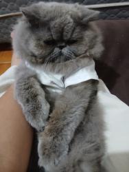 Lost Male Cat last seen Em casa, Porto Feliz, SP 18540-119