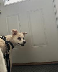 Lost Male Dog last seen By La casa de pollo, Elgin, IL 60120