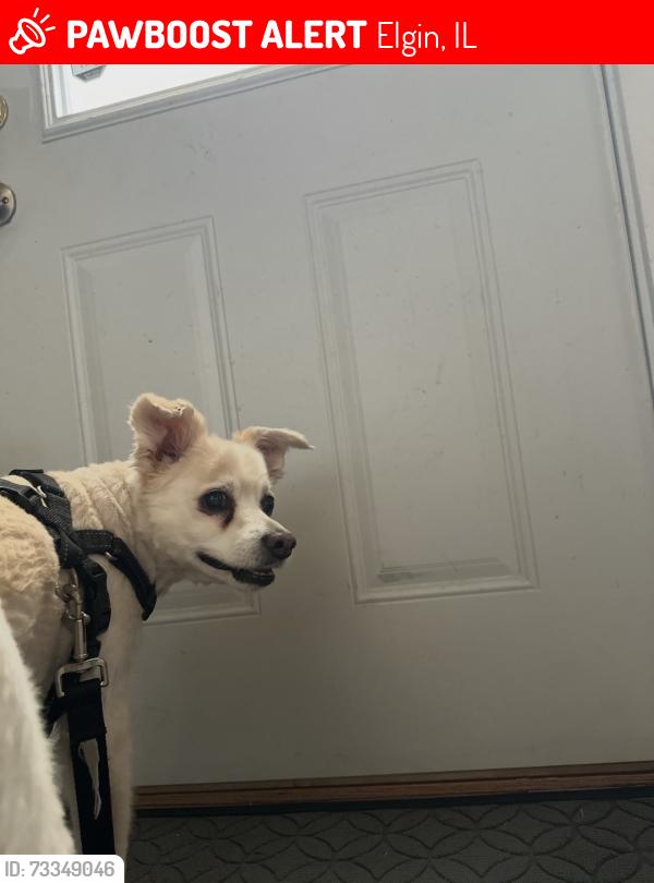 Lost Male Dog last seen By La casa de pollo, Elgin, IL 60120