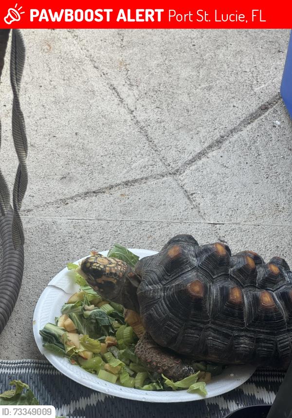 Lost Female Reptile last seen Saint James golf community, Port St. Lucie, FL 34983