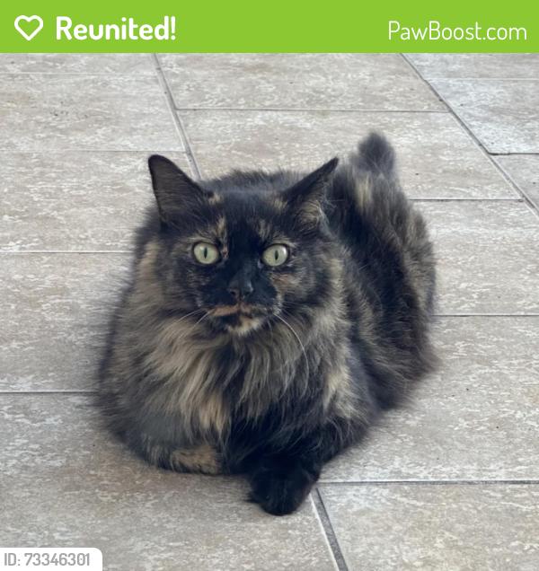 Reunited Female Cat last seen Lake Nocona Dr, Corpus Christi, TX 78413, USA, Corpus Christi, TX 78413