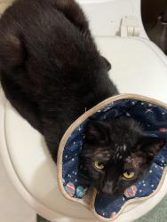 Reunited Male Cat last seen Pinewood Park Milpitas, CA 95035, Milpitas, CA 95035