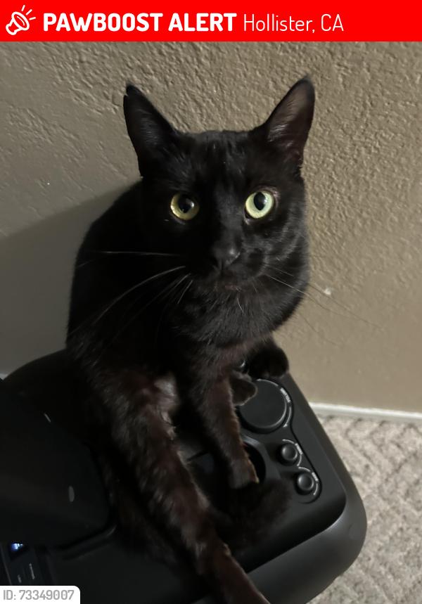 Lost Male Cat last seen B street, Hollister, CA 95023