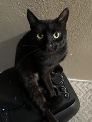 Lost Male Cat last seen B street, Hollister, CA 95023