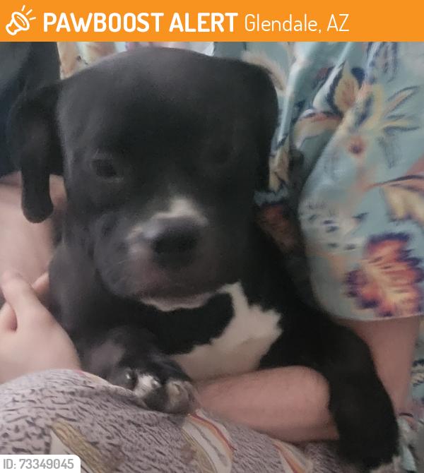 Found/Stray Female Dog last seen 81st Ave and Tuckey, Glendale, AZ 85303
