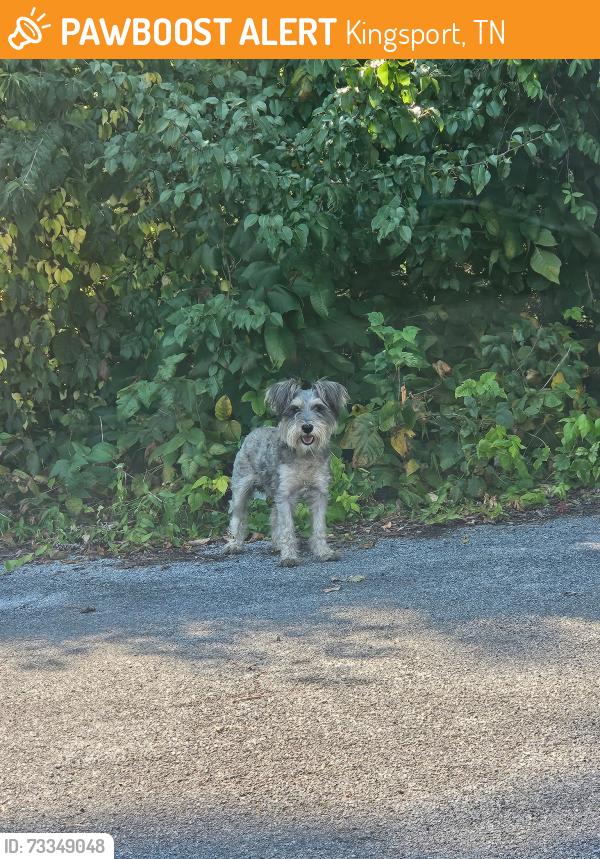 Found/Stray Unknown Dog last seen Behind Allandale Pizza Hut, Kingsport, TN 37660