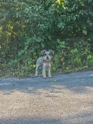 Found/Stray Unknown Dog last seen Behind Allandale Pizza Hut, Kingsport, TN 37660