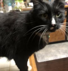 Reunited Male Cat last seen Golden Lantern, Dana Point, CA 92629