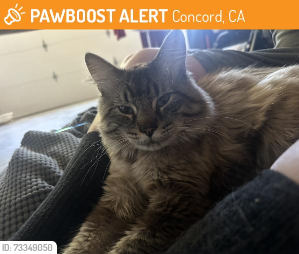 Found/Stray Unknown Cat last seen New hall park, Concord, CA 94521