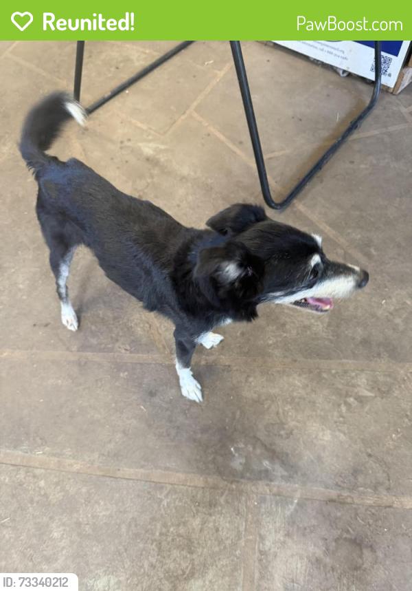 Reunited Female Dog last seen Anders Road Collegeville, Worcester Township, PA 19426