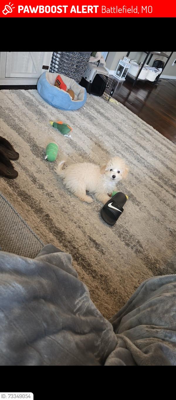 Lost Male Dog last seen West by pass, Battlefield, MO 65619