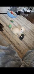 Lost Male Dog last seen West by pass, Battlefield, MO 65619