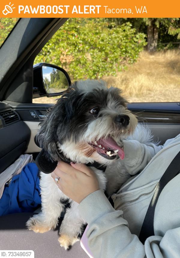Found/Stray Male Dog last seen Tyler street, Tacoma, WA 98409