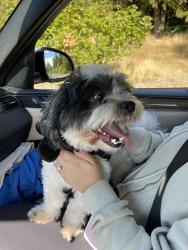 Found/Stray Male Dog last seen Tyler street, Tacoma, WA 98409