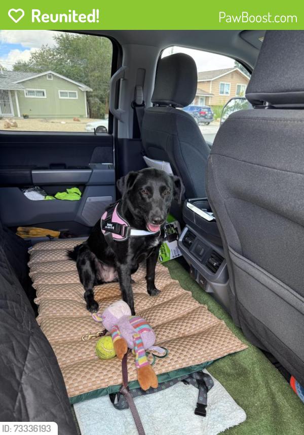 Reunited Female Dog last seen N McCarren and Mae Anne Blvd, Reno, NV 89503