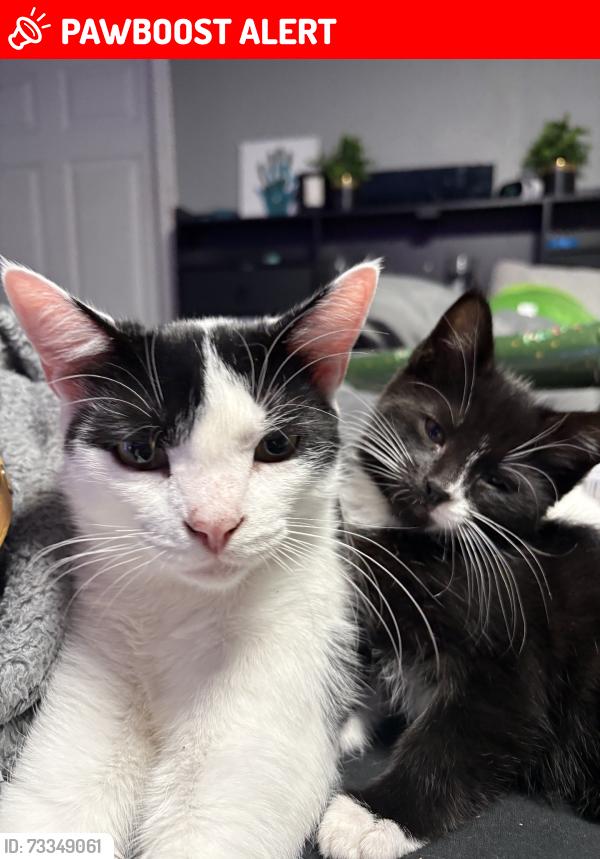 Lost Male Cat last seen Greenville ave, North Providence, RI 02909