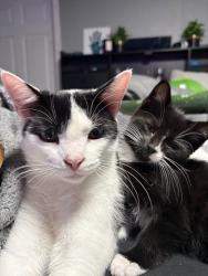 Lost Male Cat last seen Greenville ave, North Providence, RI 02909