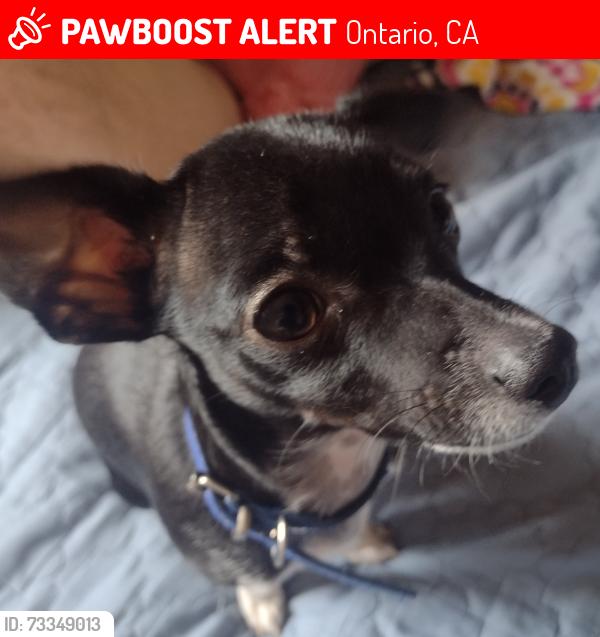 Lost Male Dog last seen E 6th street and N Grove Ave, Ontario, CA 91764