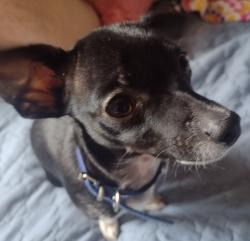 Lost Male Dog last seen E 6th street and N Grove Ave, Ontario, CA 91764