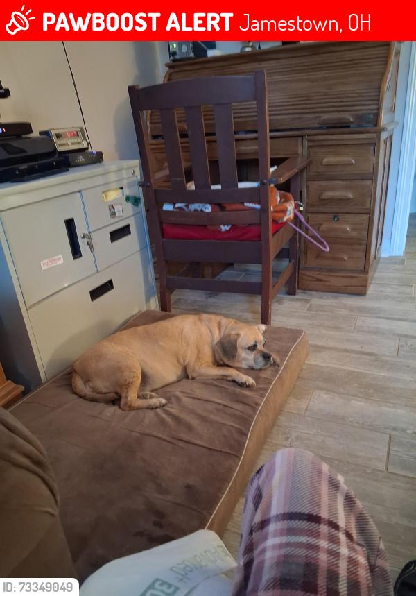 Lost Female Dog last seen Across from highschool, Jamestown, OH 45335