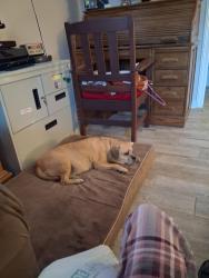 Lost Female Dog last seen Across from highschool, Jamestown, OH 45335