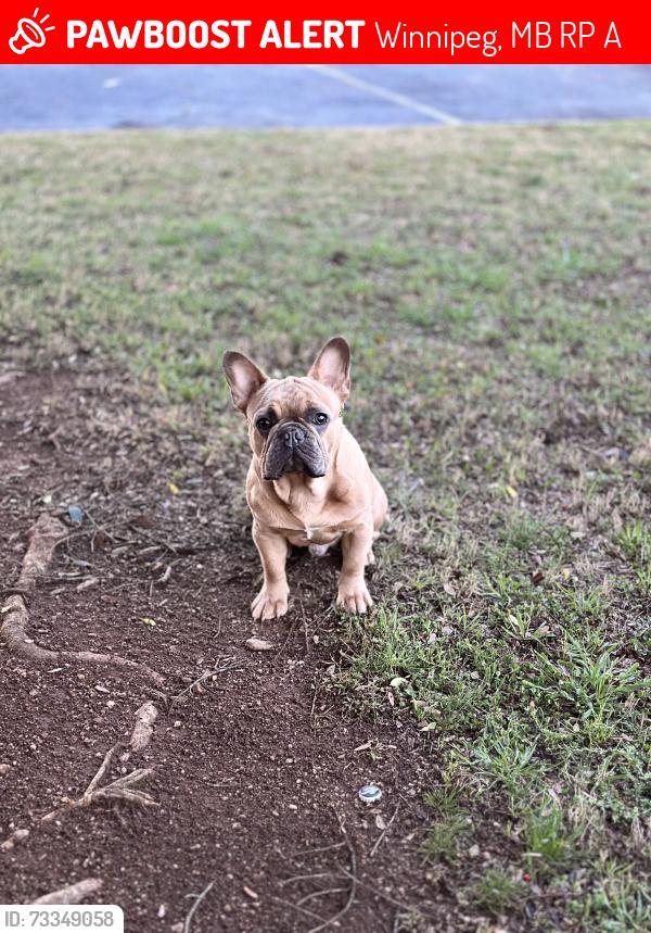 Lost Male Dog last seen Near Ashmore Dr, Winnipeg, MB R2P 1A1