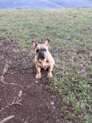 Lost Male Dog last seen Near Ashmore Dr, Winnipeg, MB R2P 1A1