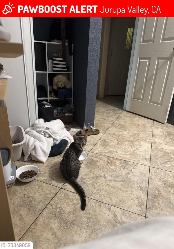 Lost Male Cat last seen Sky country, Mira Loma market ,, Jurupa Valley, CA 91752