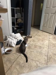 Lost Male Cat last seen Sky country, Mira Loma market ,, Jurupa Valley, CA 91752