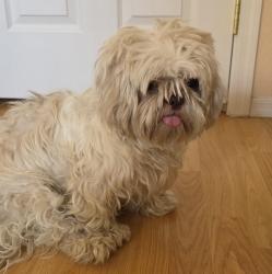 Reunited Female Dog last seen Dobson / Elliot in Chandler, Chandler, AZ 85224