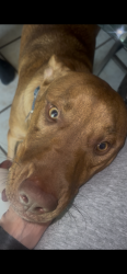 Reunited Male Dog last seen Sierra springs/westover crossings, San Antonio, TX 78251