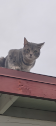 Lost Male Cat last seen Sterling and Arden San Bernardino, San Bernardino, CA 92404