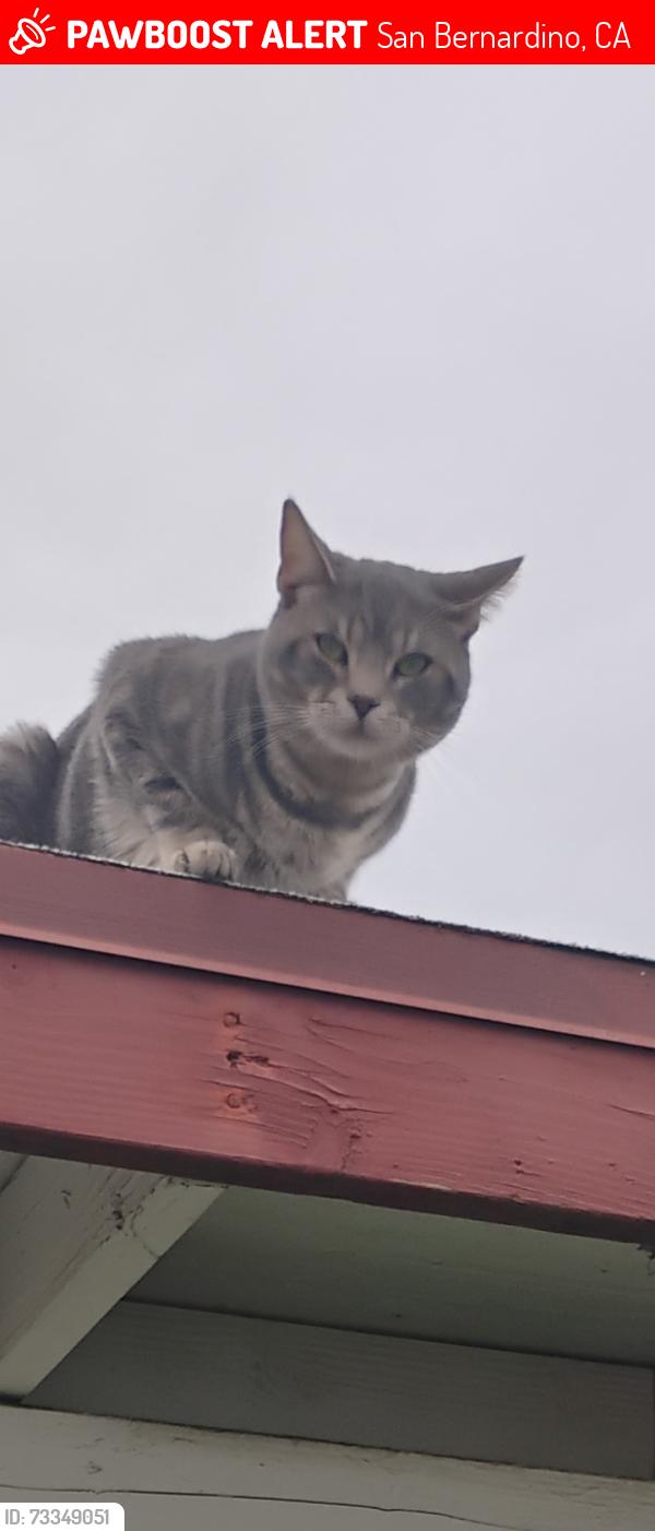 Lost Male Cat last seen Sterling and Arden San Bernardino, San Bernardino, CA 92404
