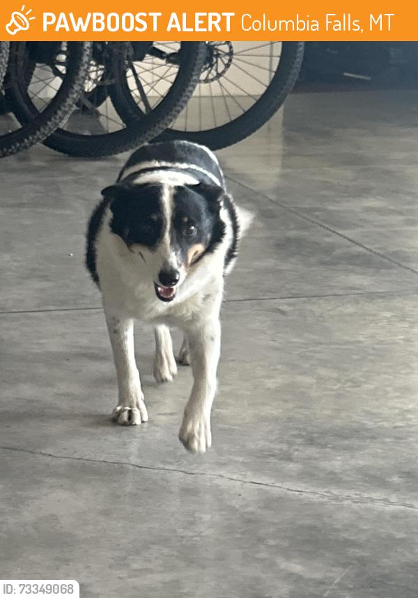 Found/Stray Unknown Dog last seen US 2 between Hungry Horse and Martin City, Columbia Falls, MT 59912