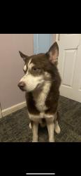 Lost Male Dog last seen Finacial district, Austin, TX 78701