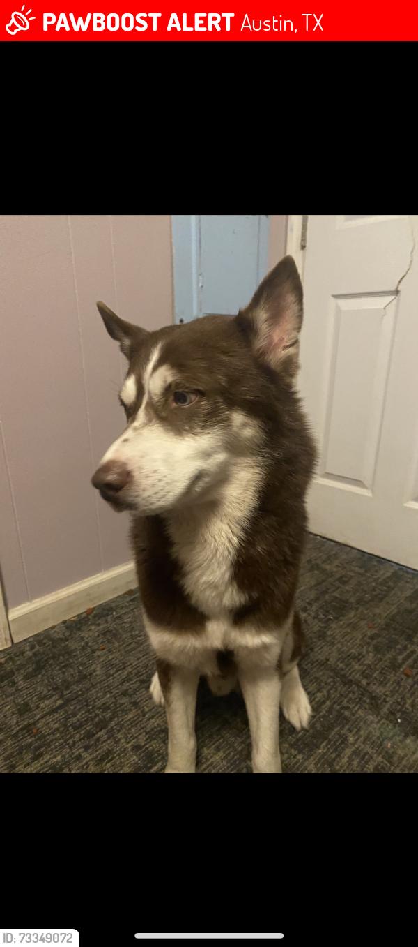 Lost Male Dog last seen Finacial district, Austin, TX 78701