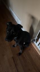 Lost Male Dog last seen Pasadena and linden road, Flint, MI 48504