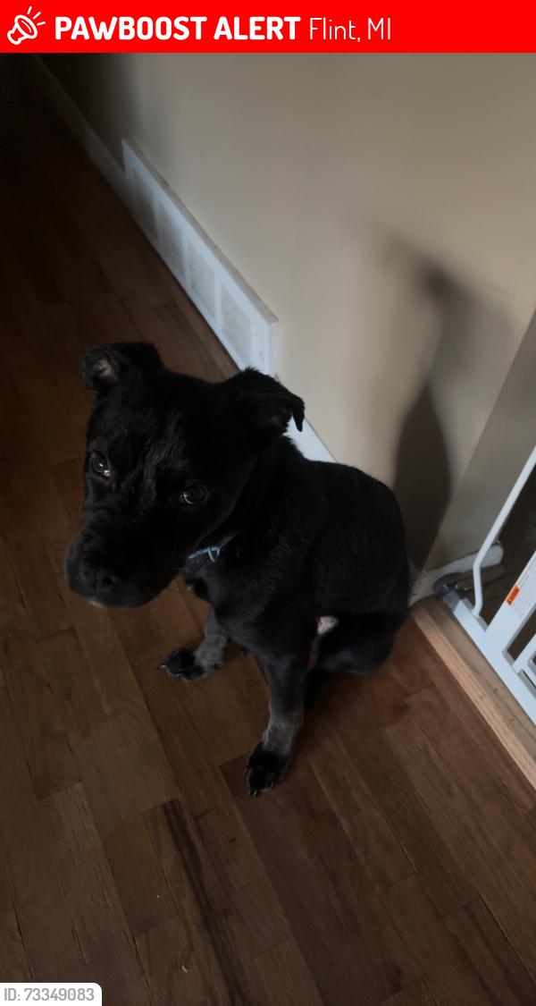 Lost Male Dog last seen Pasadena and linden road, Flint, MI 48504