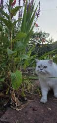 Lost Male Cat last seen Ollerton Avenue, Sale & Carrington Lane, Greater Manchester, England M33 5HD