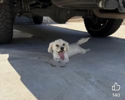 Reunited Female Dog last seen Tulita, Menifee, CA 92584